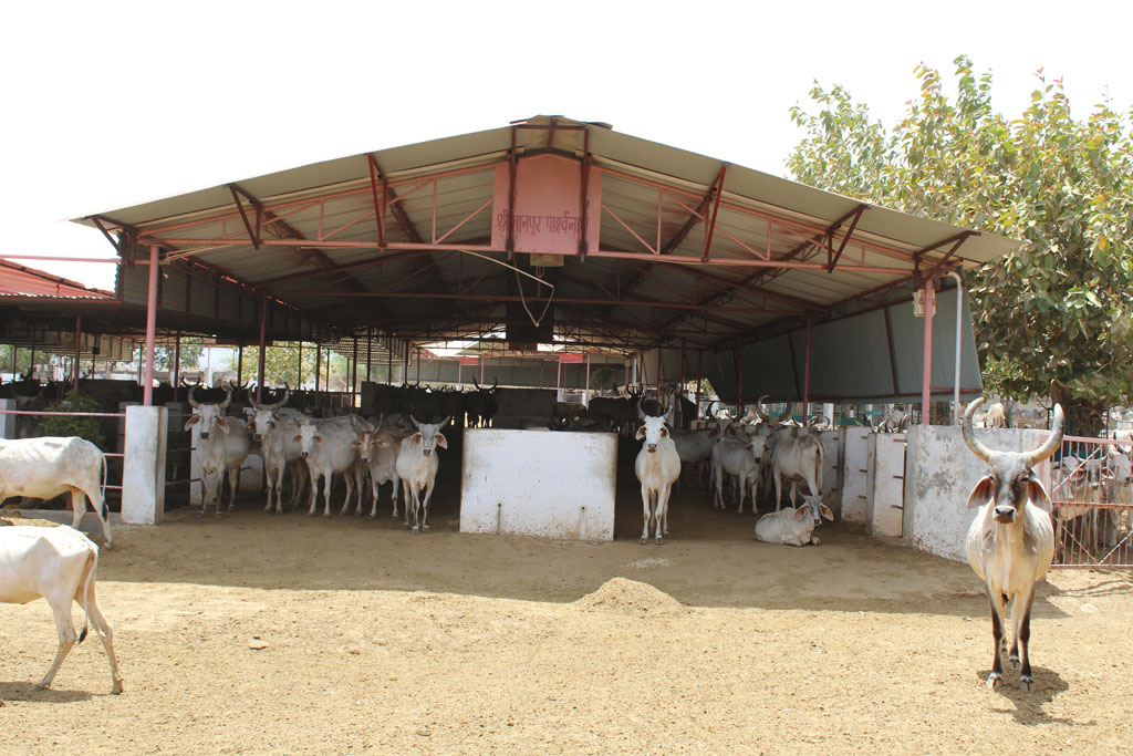 Copy of 02. Goushala - 13