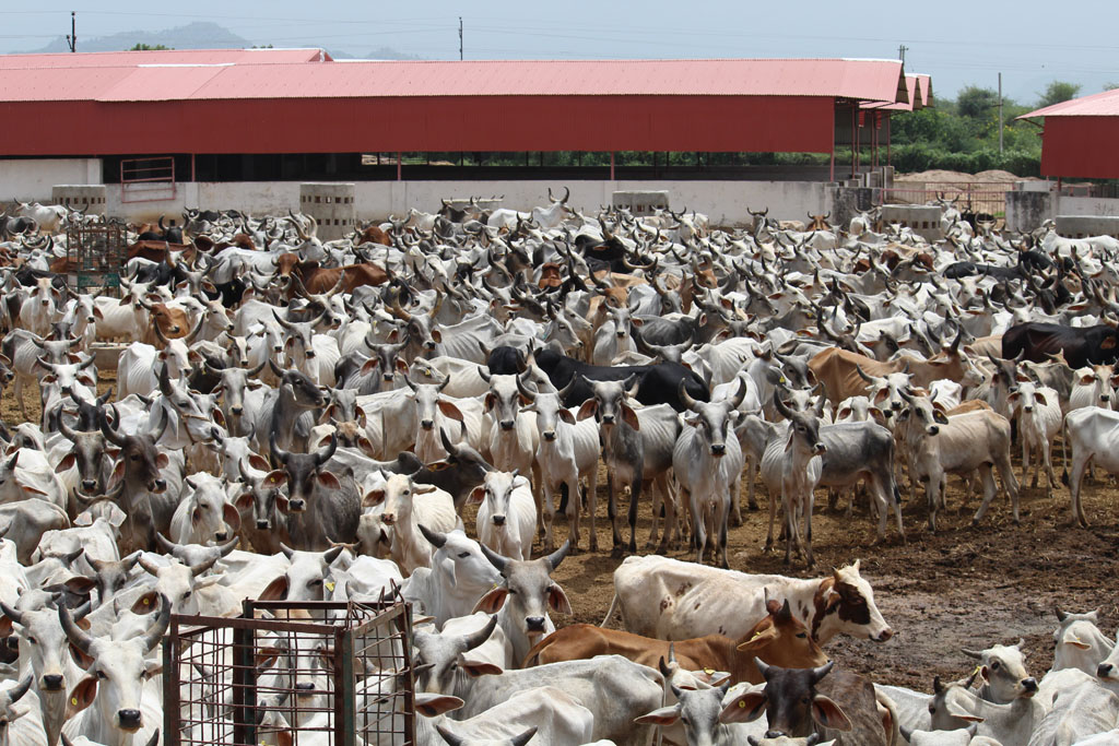 Copy of 02. Goushala - 2