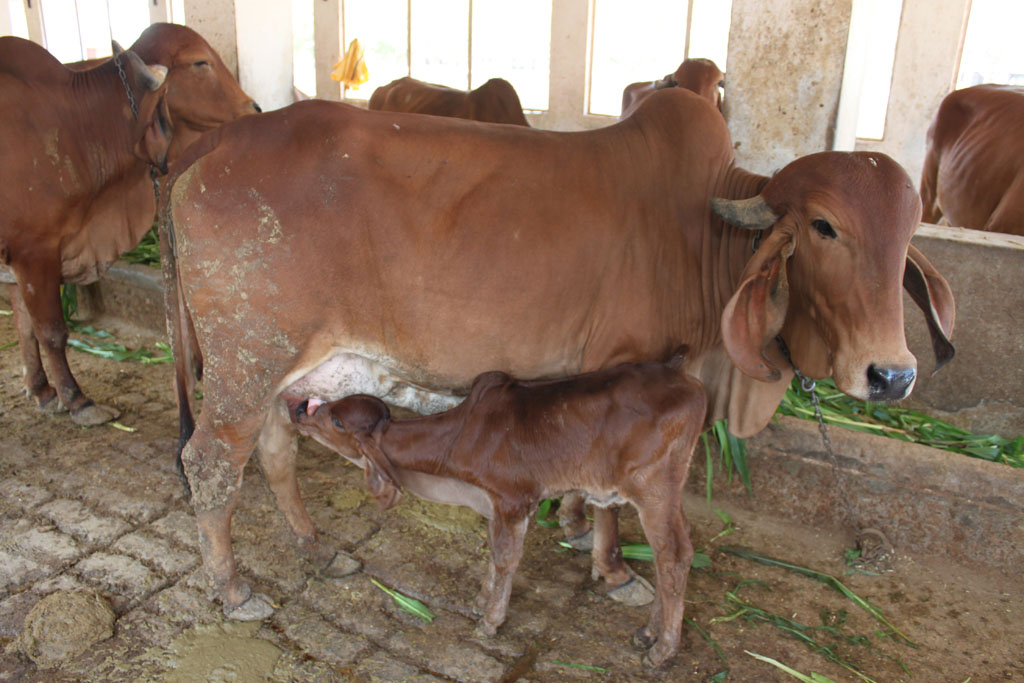 Copy of 02. Goushala - 20