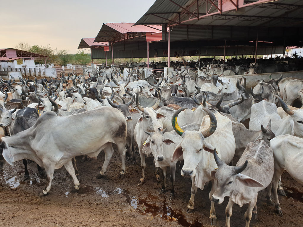 Copy of 02. Goushala - 9